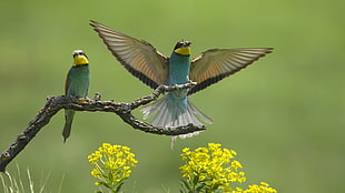 two brown-and-teal birds perched on brown twig HD wallpaper